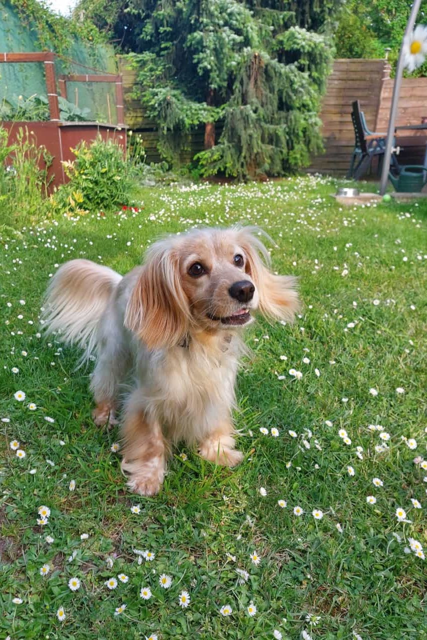 Hund steht bei Hundephysiotherapie Stepahnie Labes in Duisburg auf dem Rasen. 