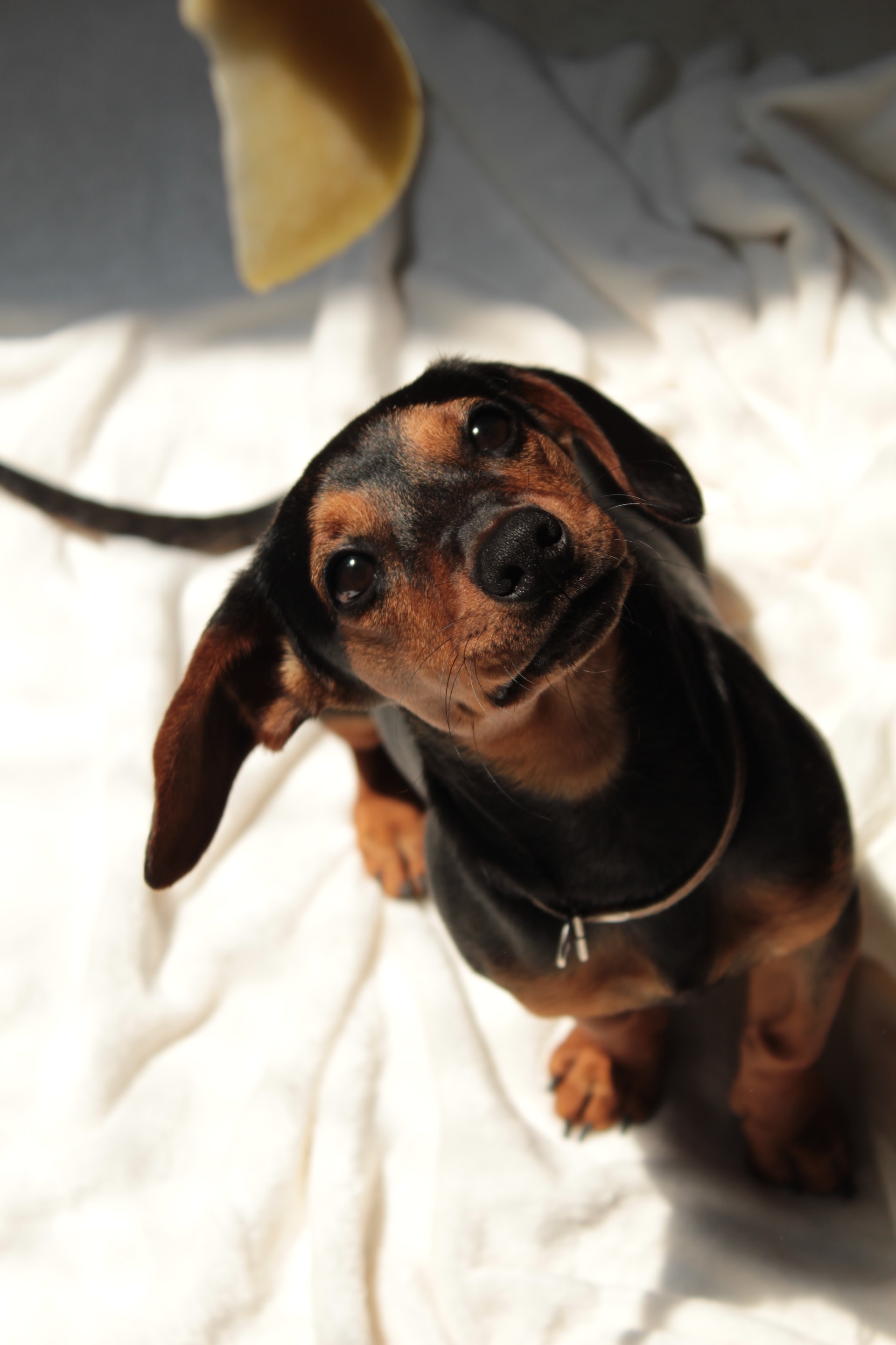 Dackel nach Bewegungsanalyse und Schallwellentherapie bei Hundetherapeut aus Duisburg.