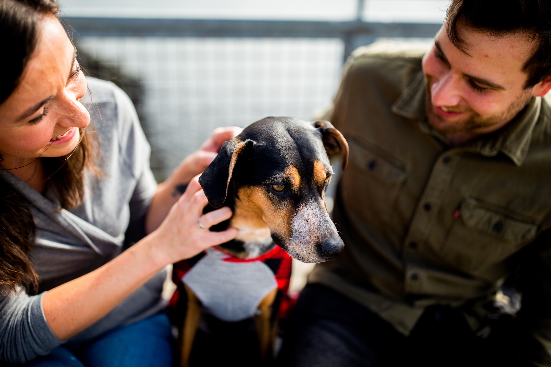 Hundemassage und manuelle Therapie von Hundetherapeutin aus Duisburg